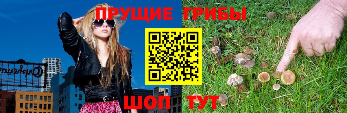 Псилоцибиновые грибы прущие грибы  Вход с VPN  Псилоцибиновые грибы Psilocybe  Салават 