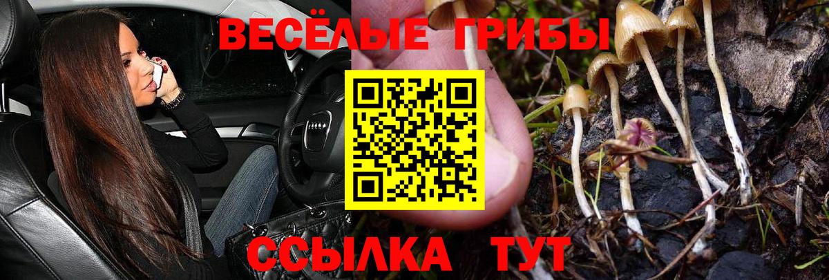 Галлюциногенные грибы Psilocybe Салават